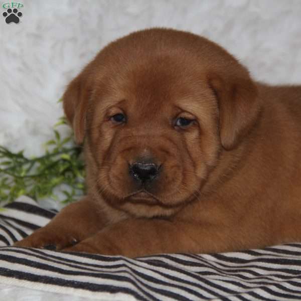 Cyrus, Fox Red Labrador Retriever Puppy